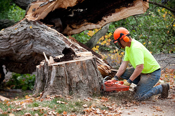 How Our Tree Care Process Works  in  Heflin, AL